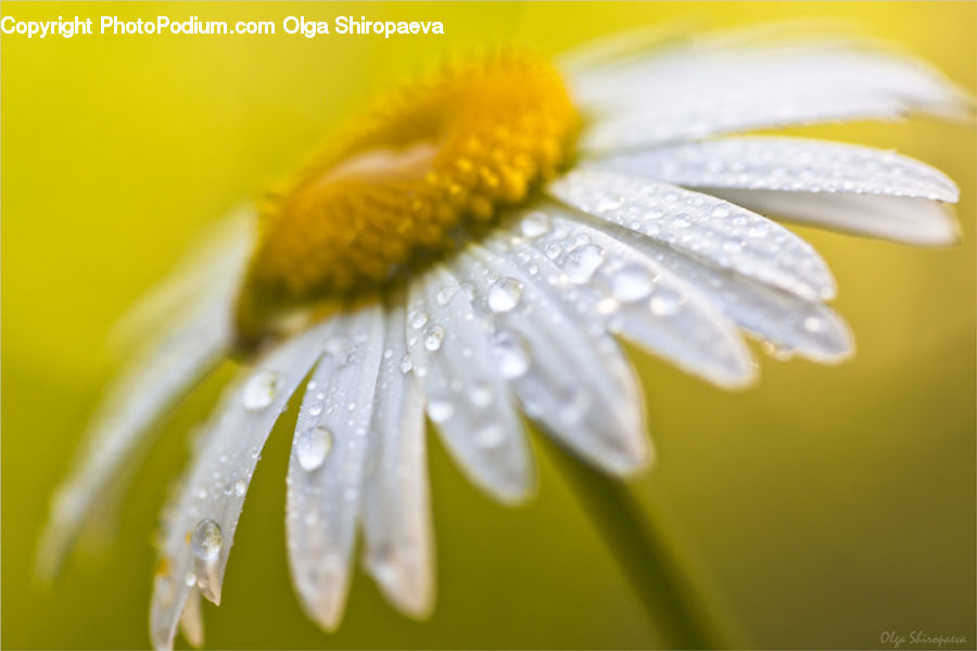 Daisies, Daisy, Flower, Plant, Blossom, Flora