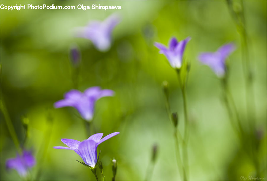 Blossom, Flora, Flower, Plant, Violet, Geranium, Fiber