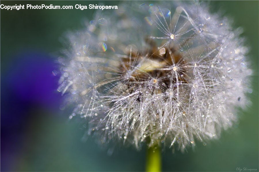Dandelion, Flower, Plant, Blossom, Flora, Field, Grass