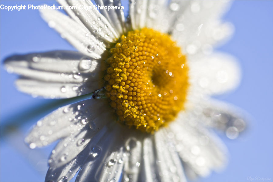 Daisies, Daisy, Flower, Plant, Water, Blossom, Flora