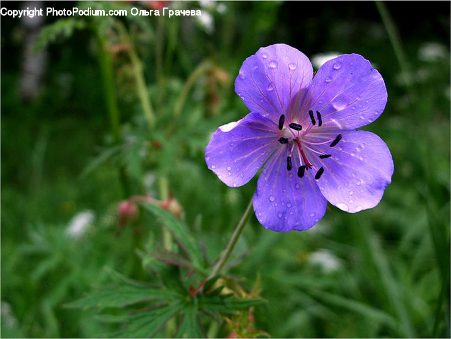 Blossom, Flora, Flower, Geranium, Plant, Violet