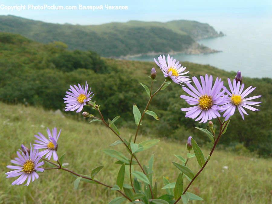 Aster, Blossom, Flower, Plant, Daisies, Daisy, Asteraceae