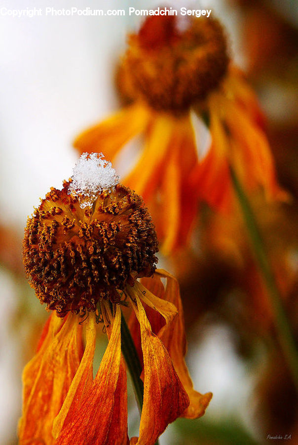 Bee, Insect, Invertebrate, Andrena, Apidae, Bumblebee, Honey Bee