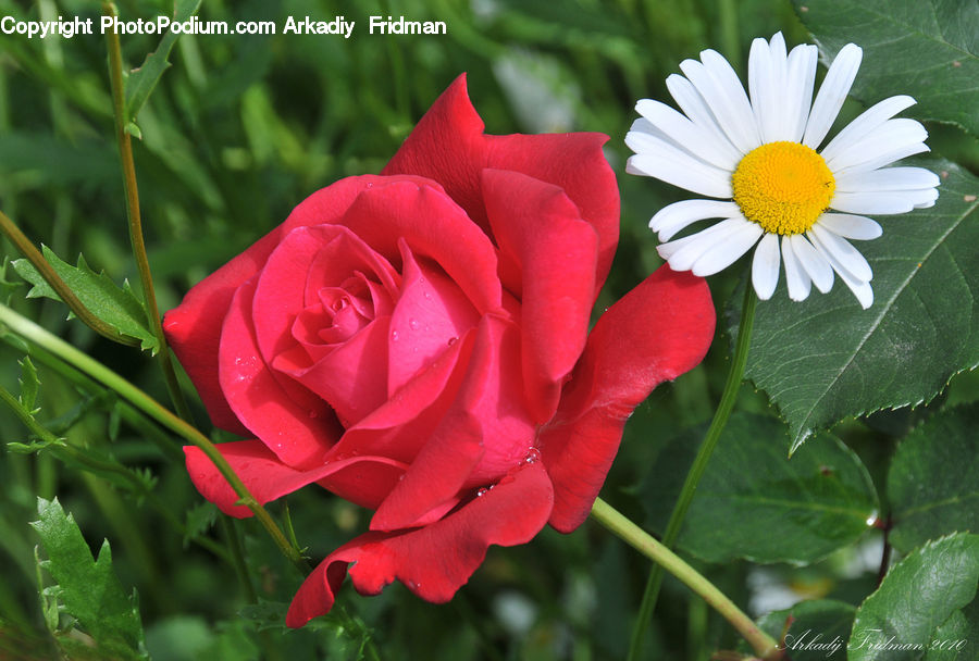 Blossom, Flower, Plant, Rose, Flower Arrangement, Flower Bouquet, Flora