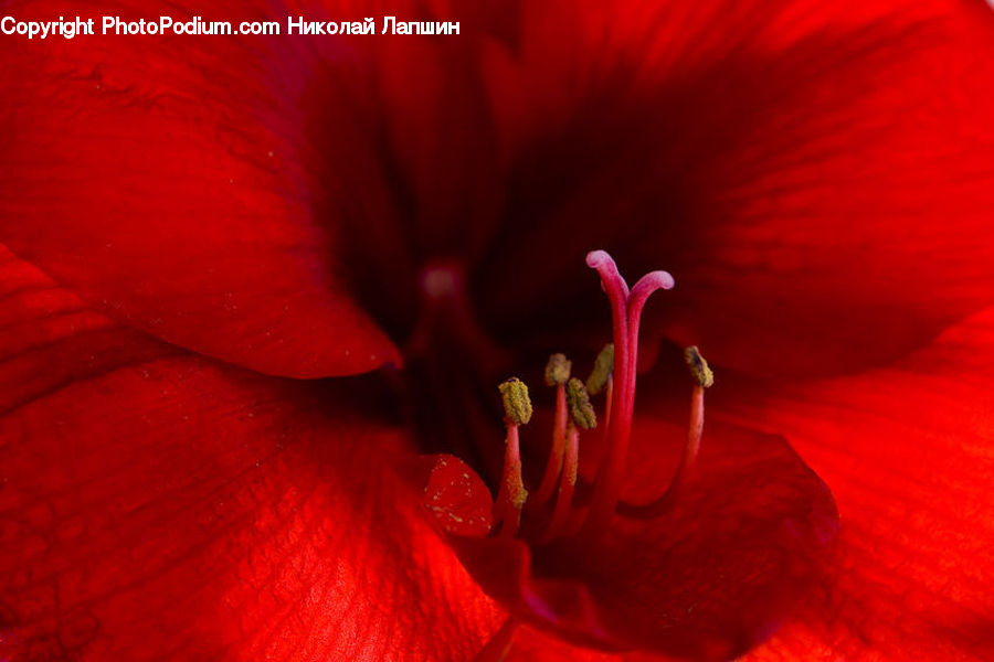 Blossom, Flora, Flower, Geranium, Plant, Hibiscus, Poppy