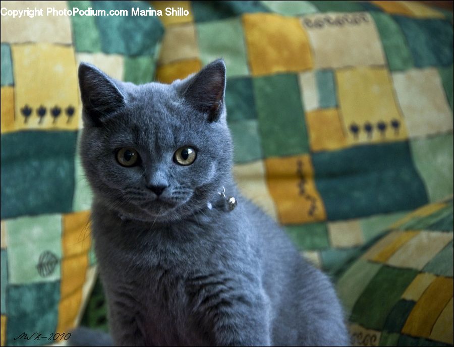 Animal, Cat, Kitten, Mammal, Pet, Manx, Abyssinian