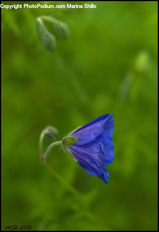 Fiber, Flax, Flora, Flower, Plant, Blossom, Geranium