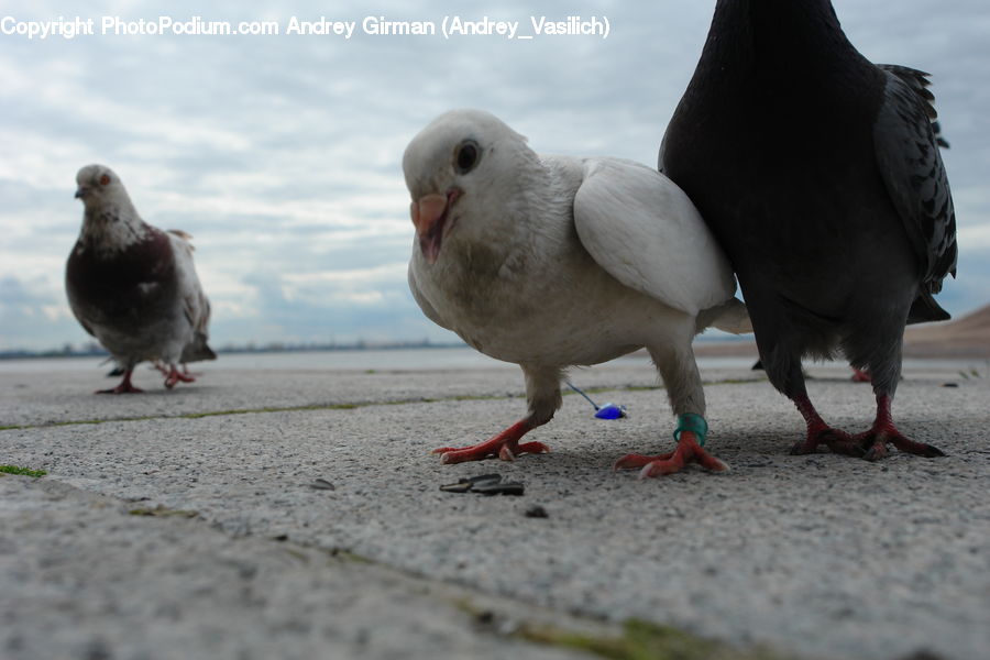 Bird, Pigeon, Dove