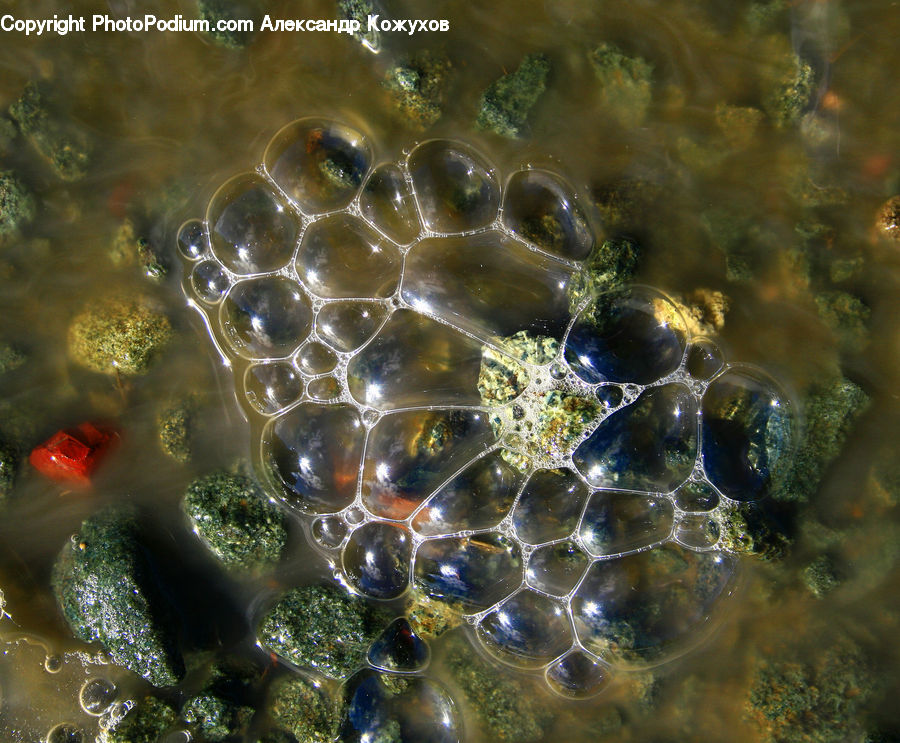 Bubble, Water, Crawdad, Seafood, Beverage, Drink, Algae
