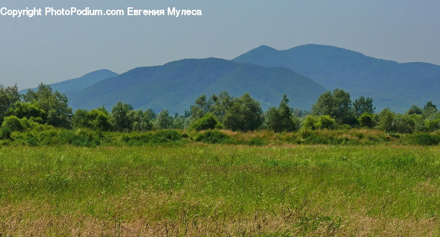 Field, Grass, Grassland, Land, Outdoors, Plant, Countryside
