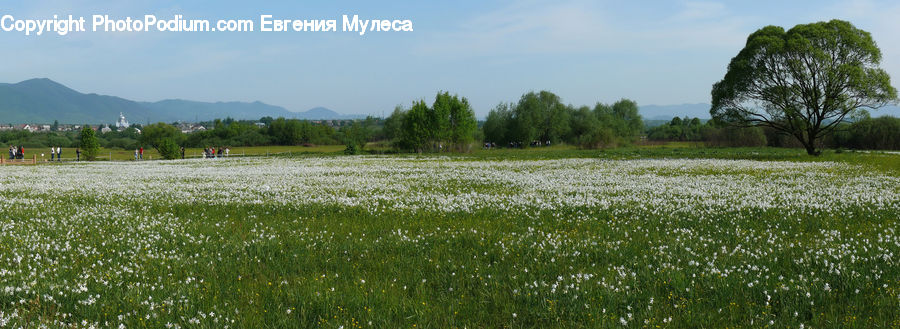 Field, Grass, Grassland, Land, Outdoors, Meadow, Pasture