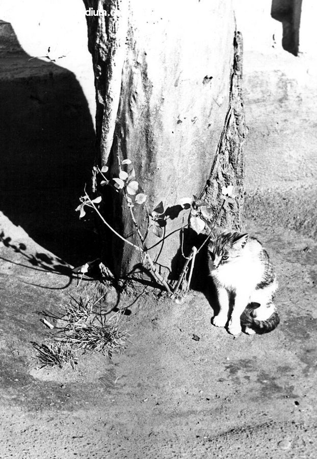 Animal, Cat, Kitten, Mammal, Pet, Angus, Bull