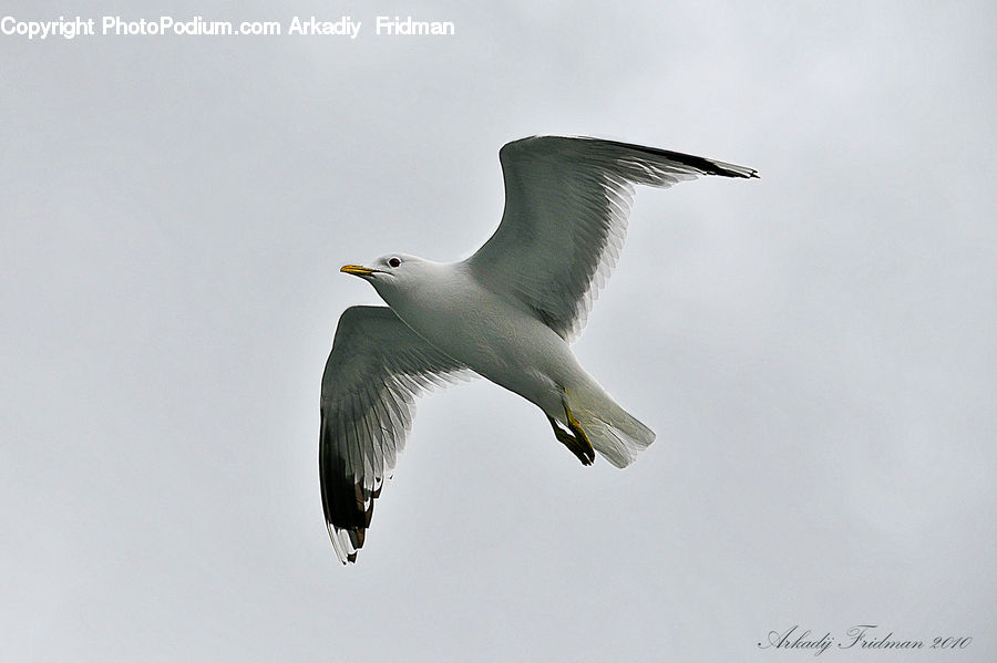 Bird, Seagull, Booby, Crane Bird, Heron, Beak, Ardeidae
