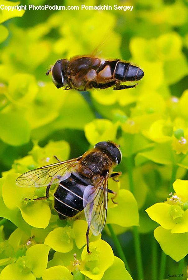 Bee, Insect, Invertebrate, Apidae, Bumblebee, Flora, Pollen