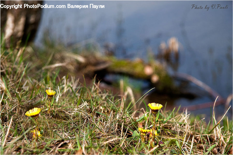 Field, Grass, Grassland, Plant, Moss, Ground, Soil