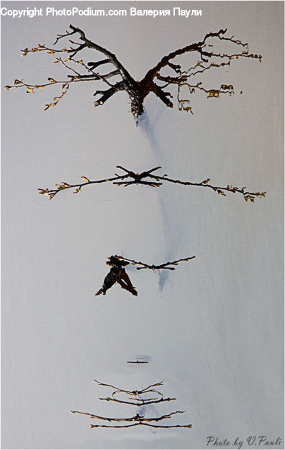 Adventure, Art, Modern Art, Flower Arrangement, Ikebana, Plant, Potted Plant
