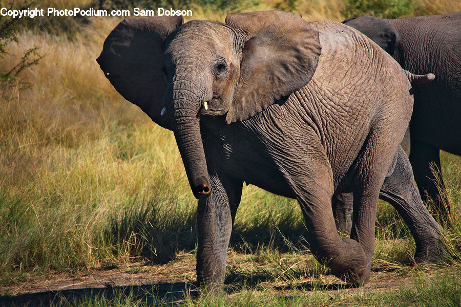 Animal, Elephant, Mammal