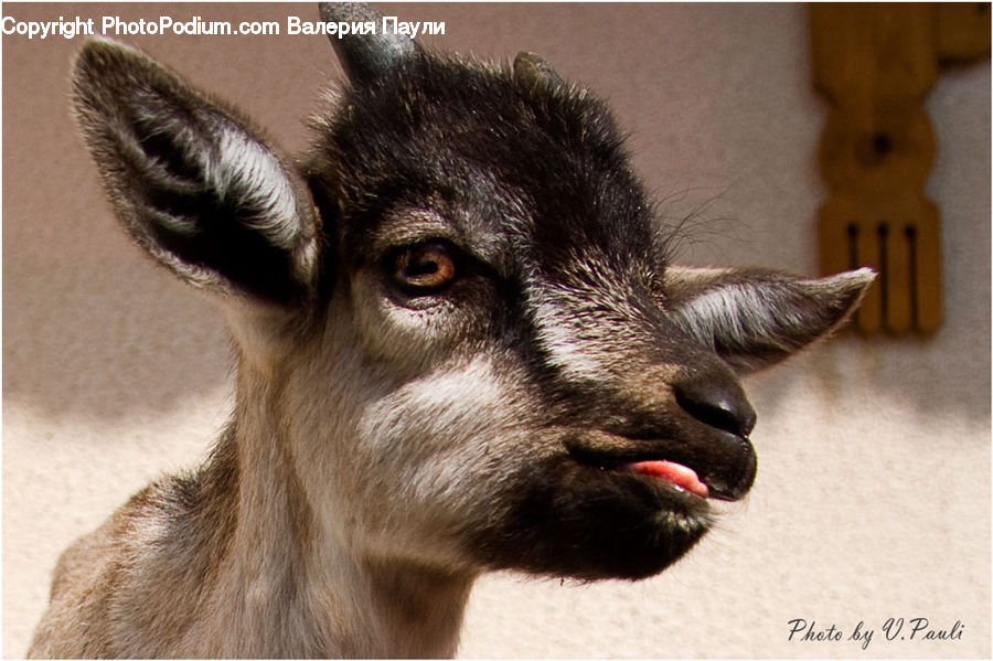 Animal, Canine, Dog, Husky, Mammal, Pet, Deer