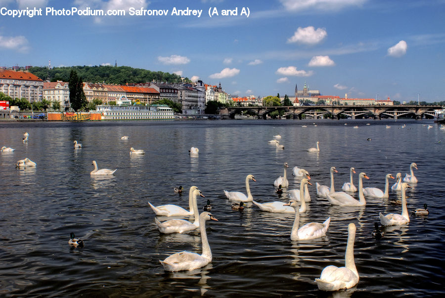 Bird, Swan, Waterfowl, Waterfront, Harbor, Port, Goose