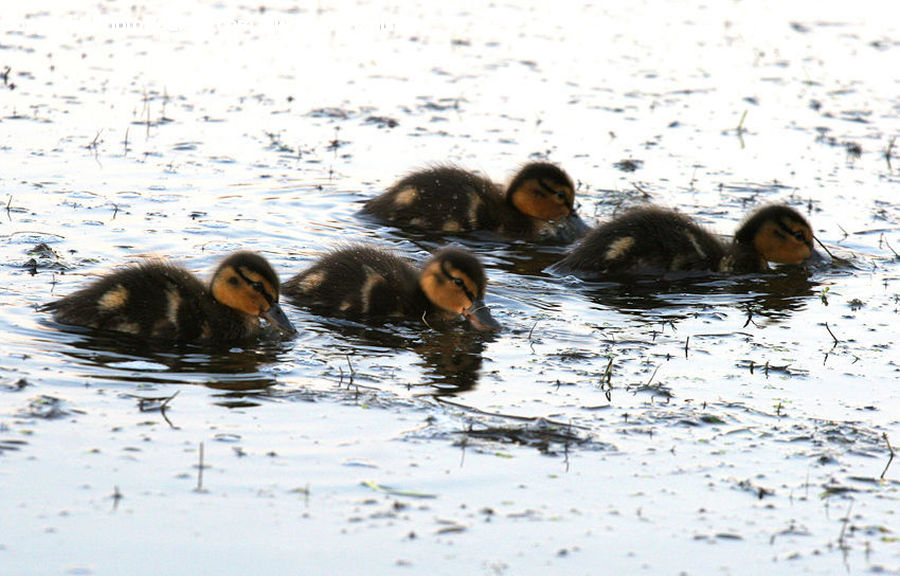 Bird, Waterfowl, Duck, Teal, Animal, Beaver, Mammal