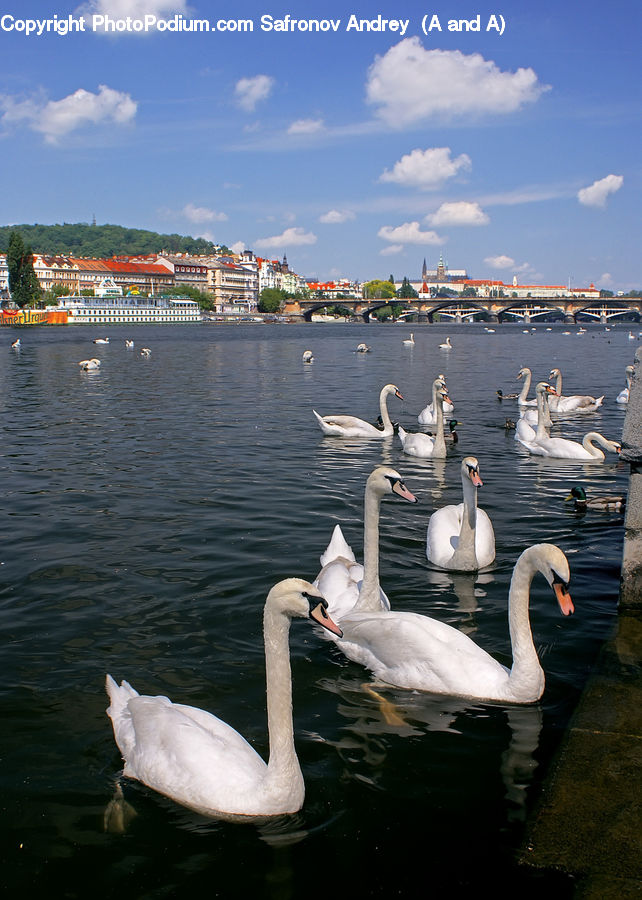 People, Person, Human, Bird, Swan, Waterfowl, Boat