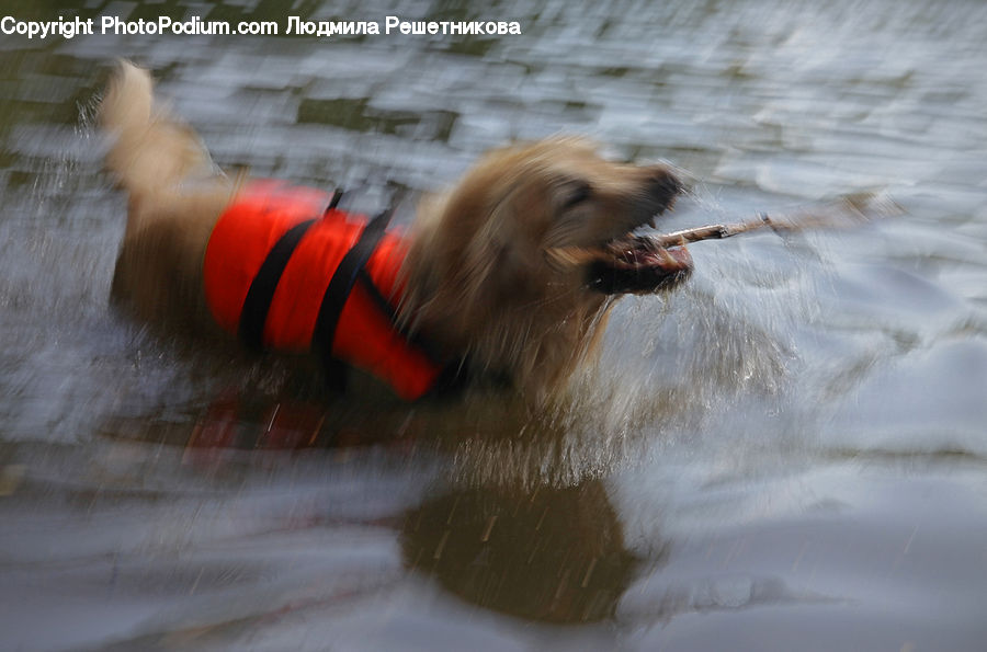 Animal, Canine, Dog, Golden Retriever, Mammal, Pet, Lifejacket