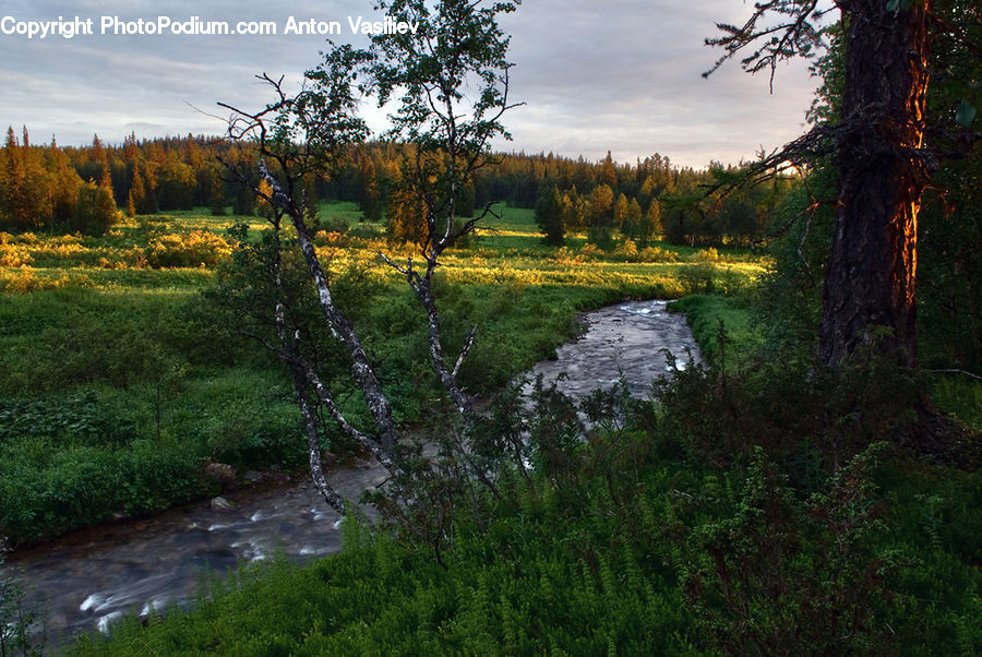 Birch, Tree, Wood, Plant, Land, Marsh, Pond