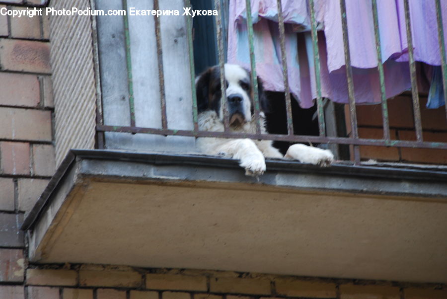 Animal, Canine, Dog, Mammal, Pet, Saint Bernard, Pointer
