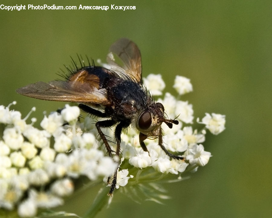 Bee, Insect, Invertebrate, Asilidae, Andrena, Apidae, Bumblebee