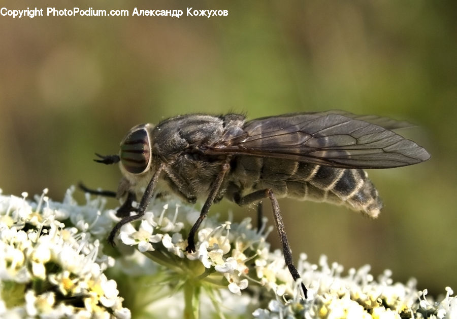 Asilidae, Insect, Blossom, Flora, Flower, Plant, Pollen