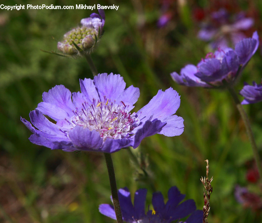Blossom, Flora, Flower, Geranium, Plant, Iris, Crocus
