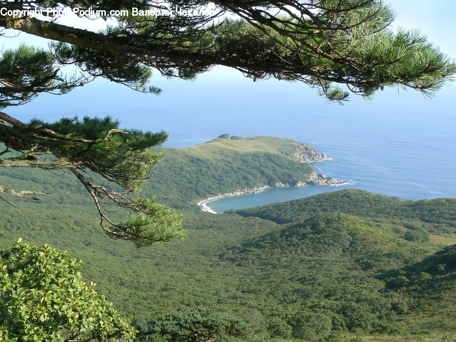 Conifer, Fir, Plant, Tree, Countryside, Hill, Outdoors
