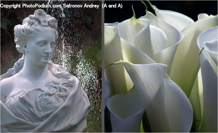 People, Person, Human, Bust, Figurine, Head, Blossom