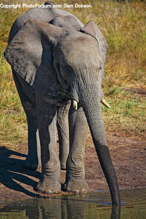 Animal, Elephant, Mammal