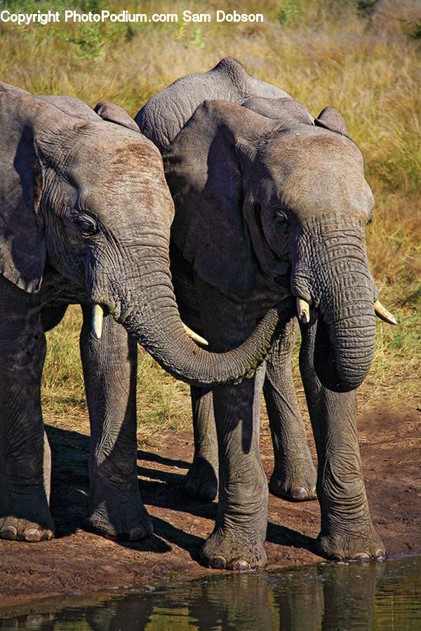 Animal, Elephant, Mammal