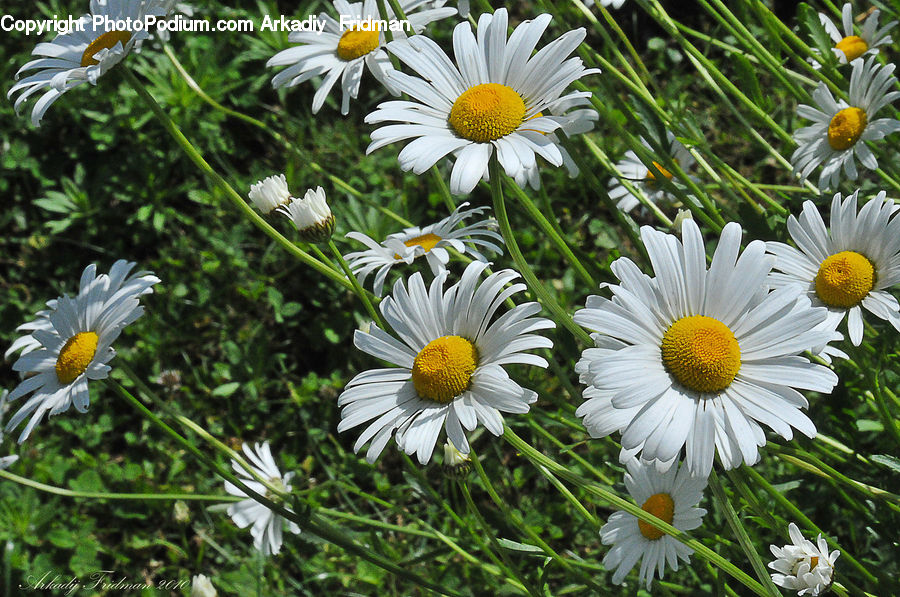 Daisies, Daisy, Flower, Plant, Asteraceae, Blossom, Flora