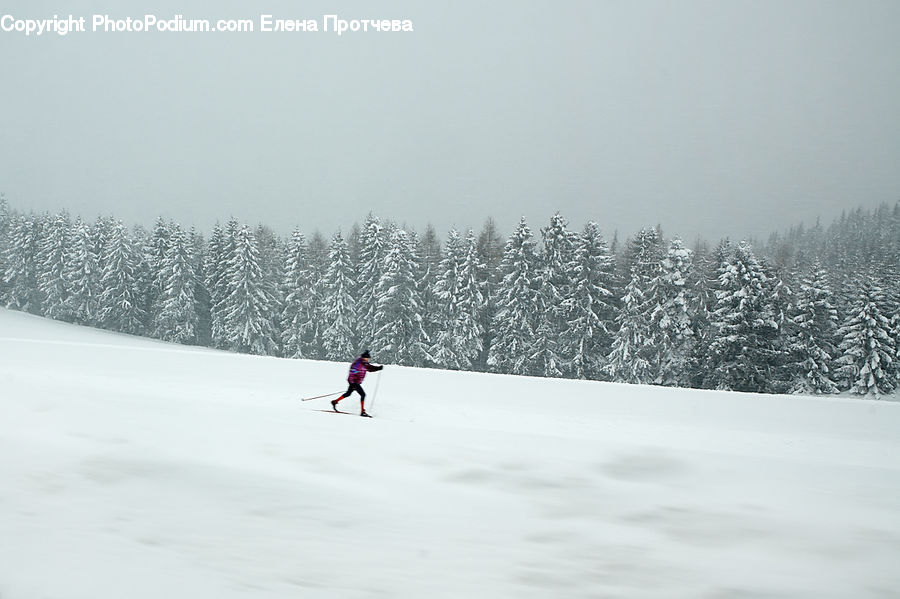Piste, Skiing, Slide, Snow, Sport