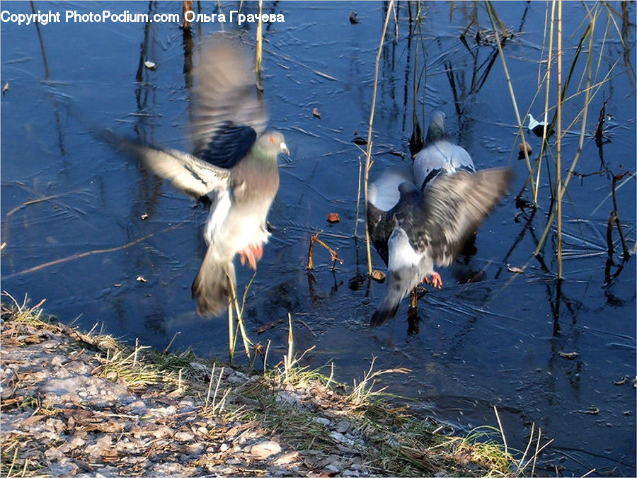 Bird, Crane Bird, Heron, Waterfowl, Dock, Landing, Pier