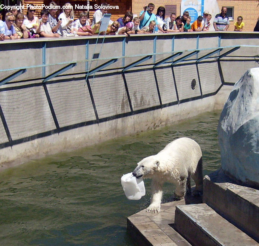 People, Person, Human, Animal, Bear, Mammal, Polar Bear