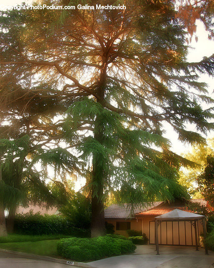 Conifer, Fir, Plant, Tree, Gazebo, Canopy, Patio