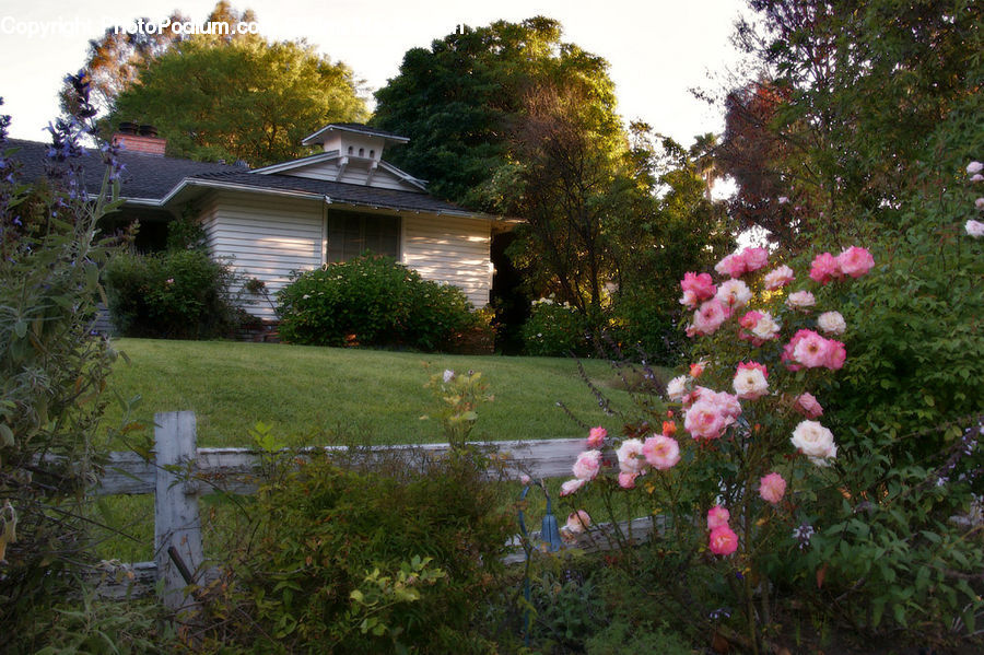 Building, Cottage, Housing, Plant, Potted Plant, Blossom, Flower