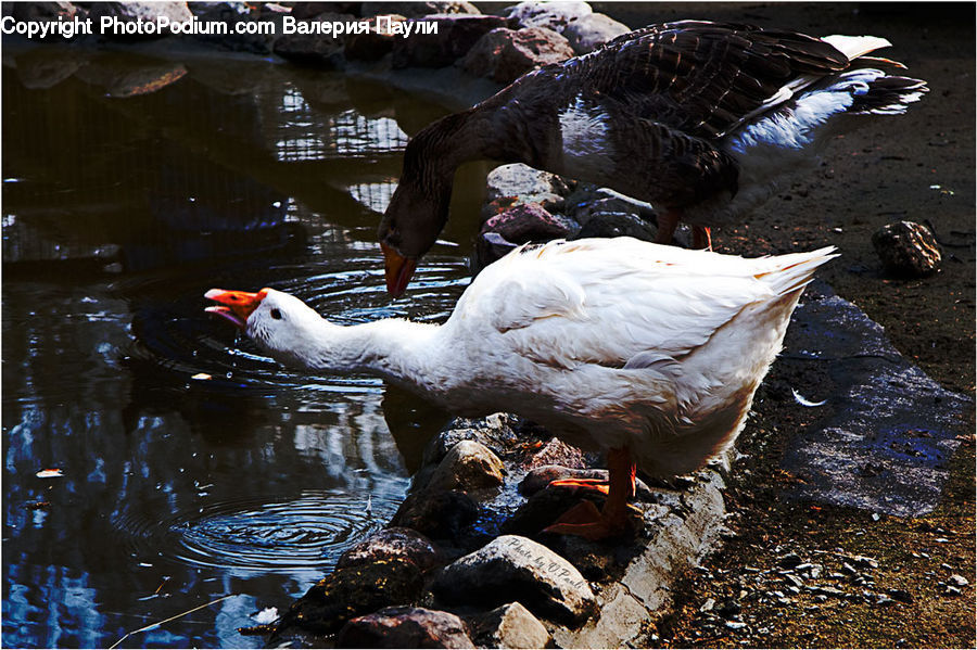 Bird, Waterfowl, Duck, Teal, Goose, Rock, Creek