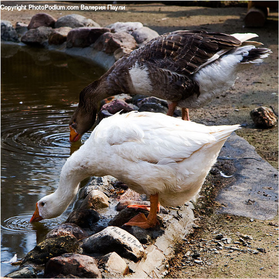 Bird, Goose, Waterfowl, Duck, Teal, Booby, Rock