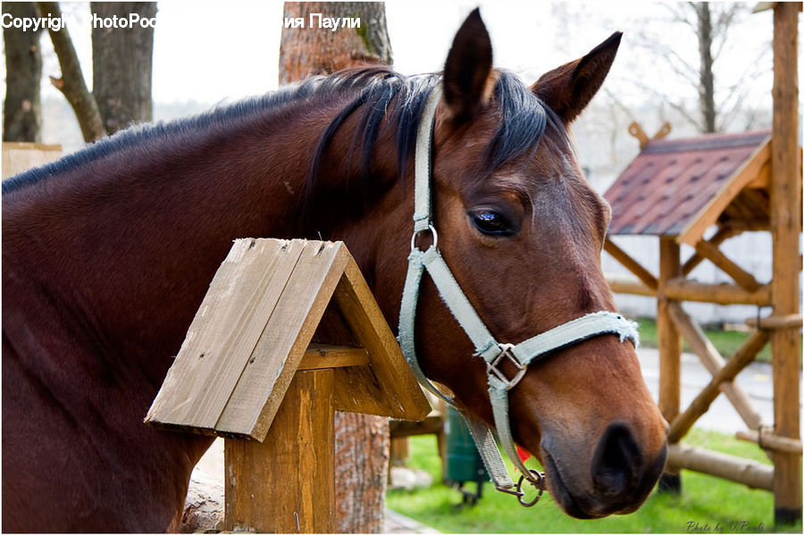 Animal, Horse, Mammal, Colt Horse, Foal, Equestrian, Person