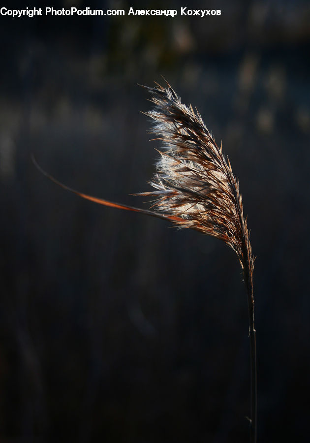 Grass, Plant, Reed, Field, Grassland, Blossom, Flora