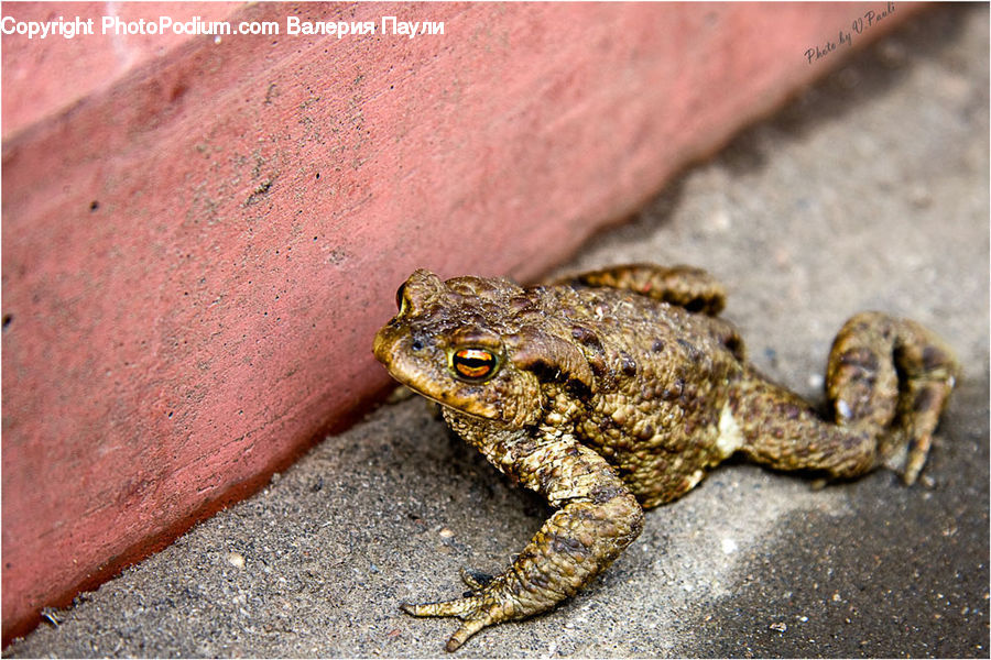 Amphibian, Frog, Wildlife, Toad