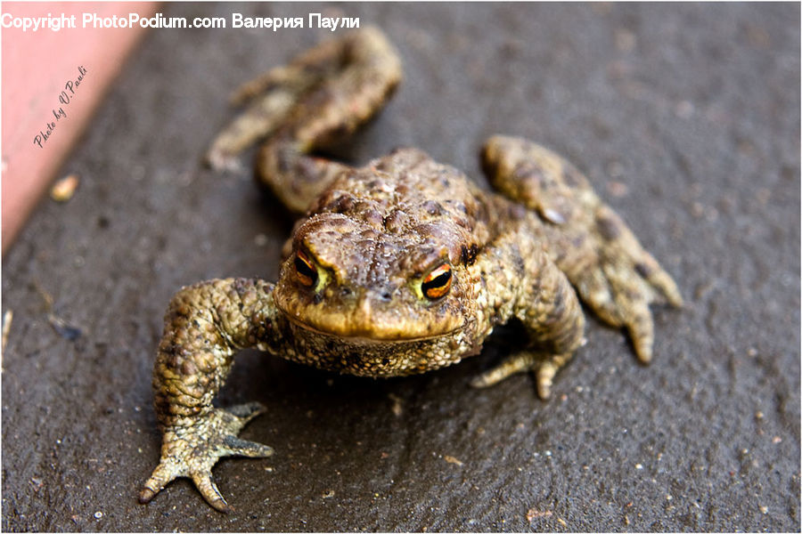 Amphibian, Frog, Wildlife, Lizard, Reptile