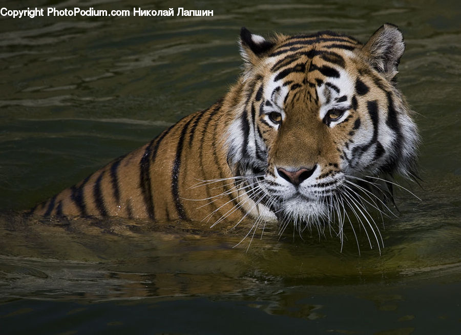 Animal, Mammal, Tiger