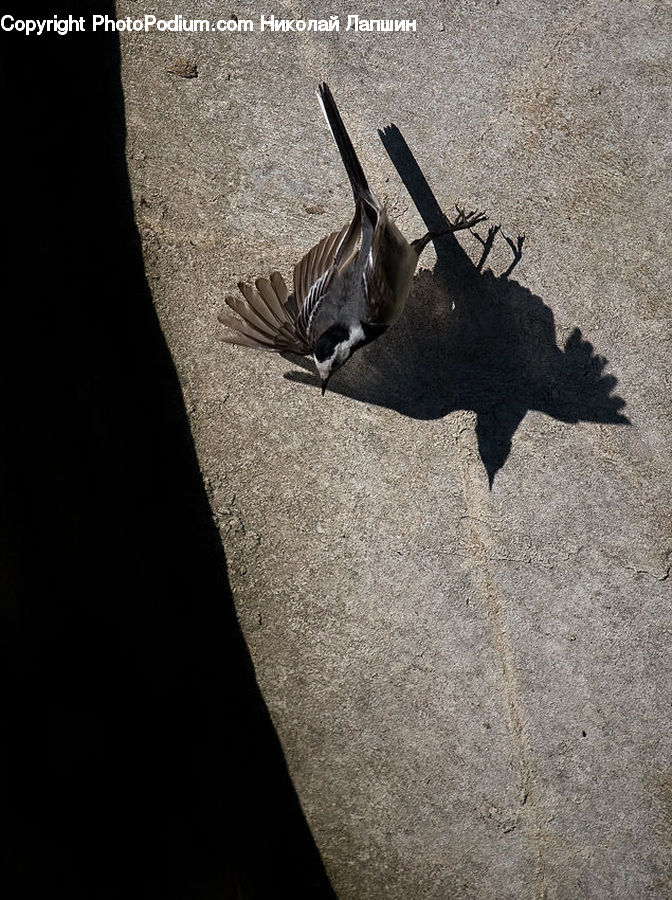 Animal, Bat, Racket, Cricket Insect, Grasshopper, Insect, Outdoors