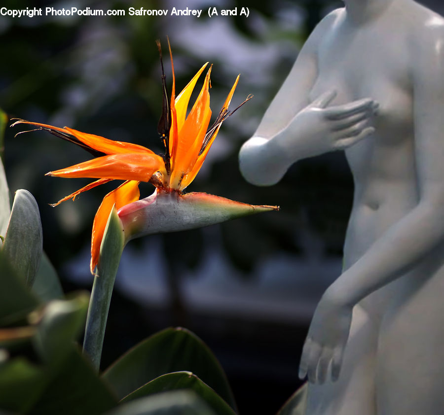 Aloe, Plant, Flora, Flower, Gladiolus, Blossom, Crocus